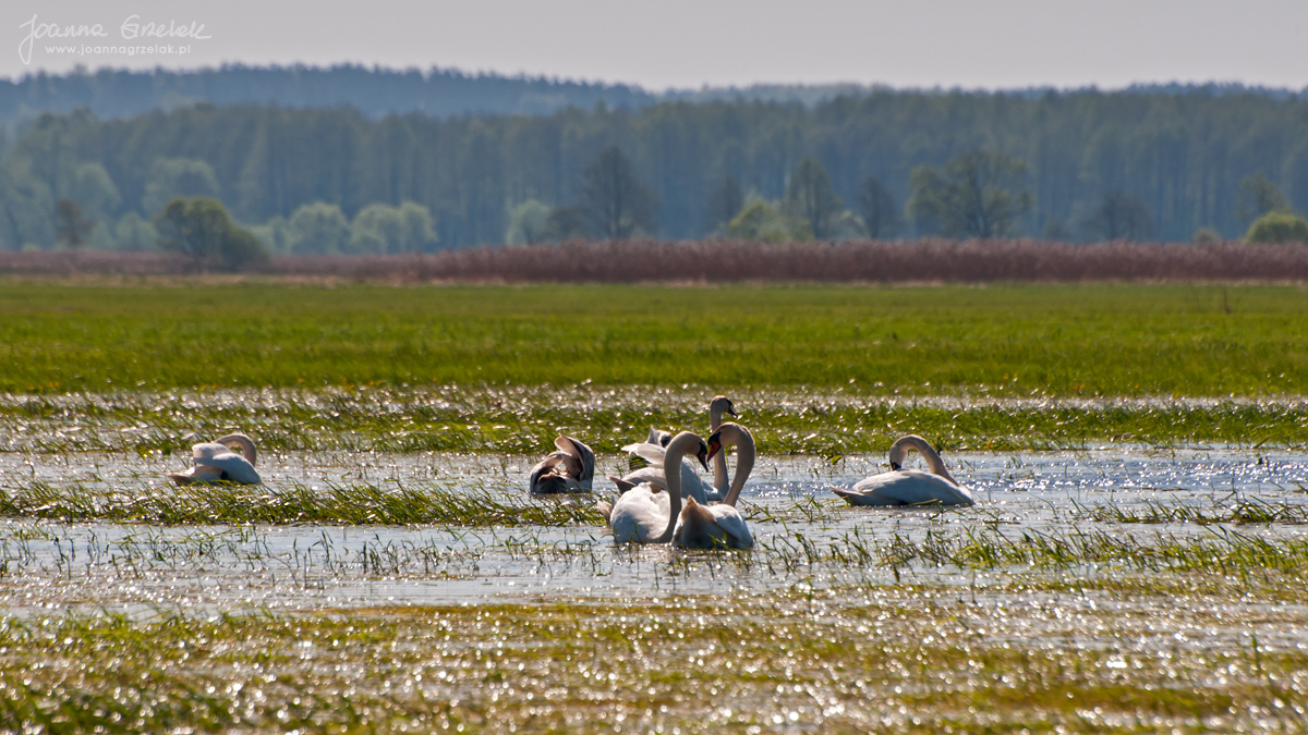 037_Biebrza - kwiecien 2012.jpg